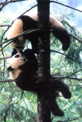 panda4.jpg